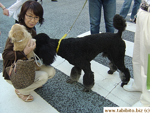 Poodle is very interested in the woman's little dog who's wearing a string of pearls!