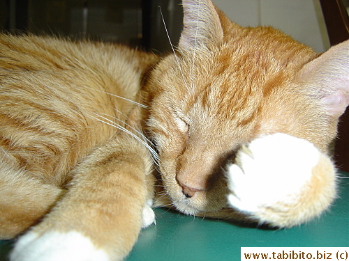 Daifoo sleeps