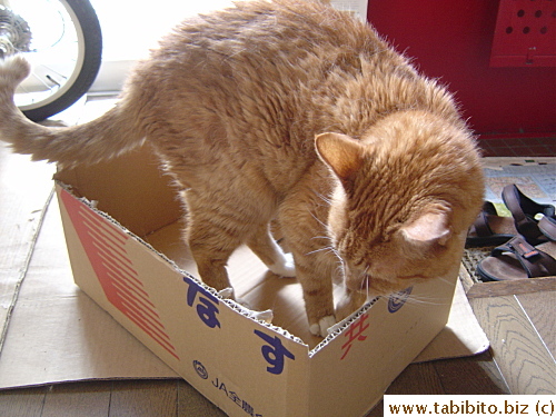 Daifoo finds a new box