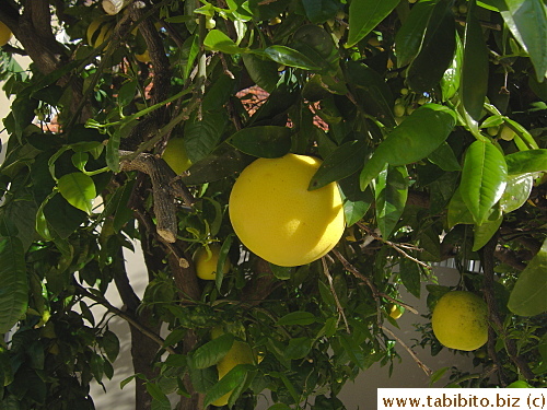 Grapefruit tree