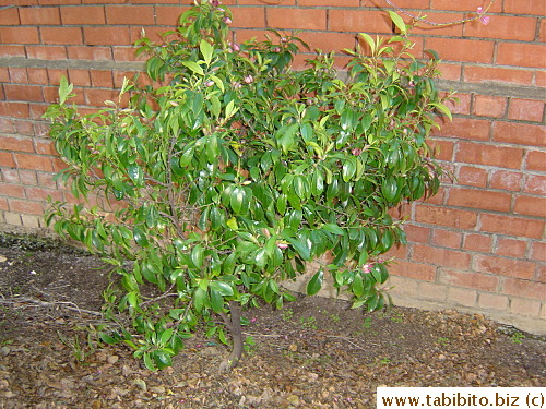 This little tree produces crazy fragrant flowers