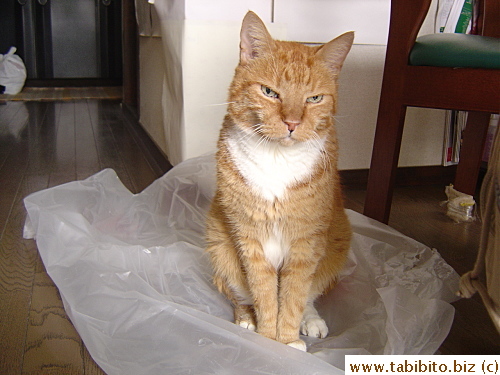 Daifoo went straight to the plastic cover as soon as it's on the floor