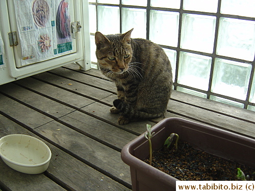He reminds me of a leopard