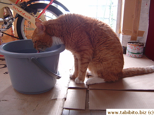 Daifoo likes his big bucket of water