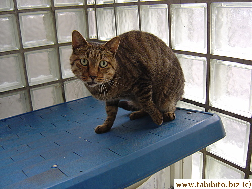 On his way out after eating and spooked by my camera