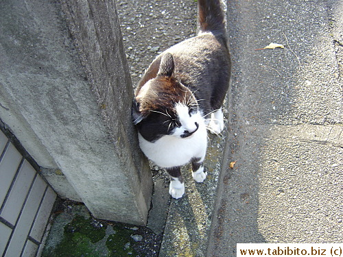 Don't let its demure appearance fool ya