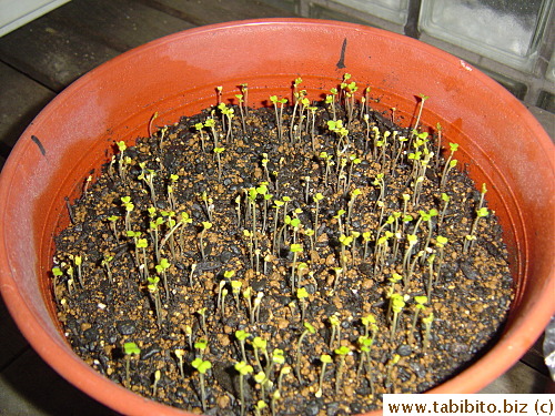 Seedlings
