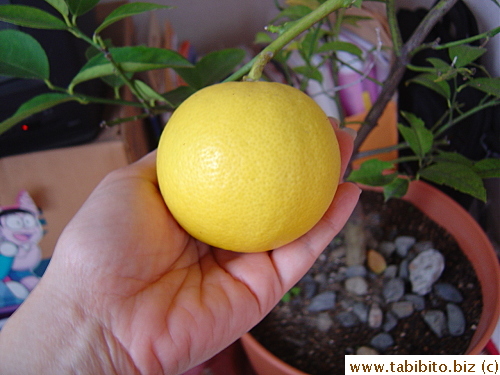 Big “lemon”