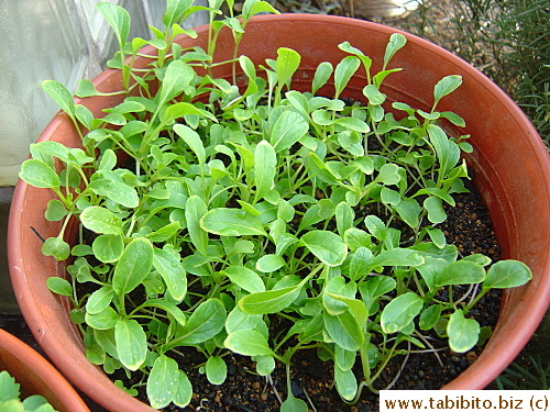 Getting bigger, but tangled up