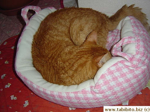 Daifoo followed the new bed to another room.  He really likes his new bed, yay!