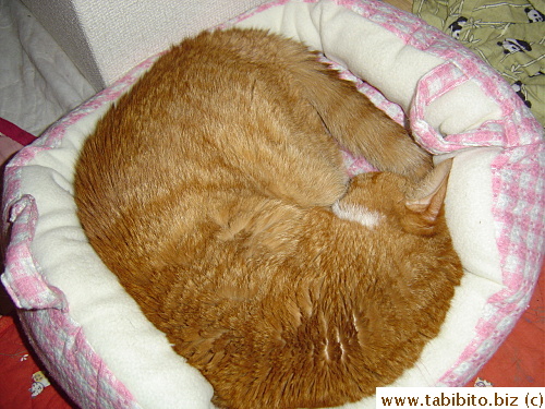 Daifoo in deep sleep