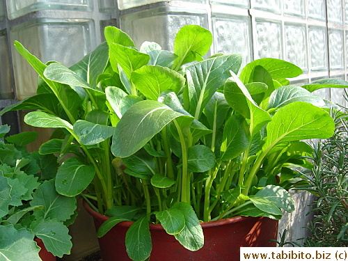 I over-sowed seeds as usual...