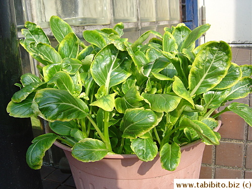 These Asian greens don't do well at all in winter