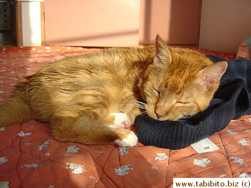 Daifoo loved to sleep on clothing on the floor