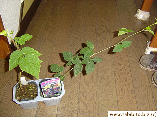 Raspberry (L) and blackberry seedlings