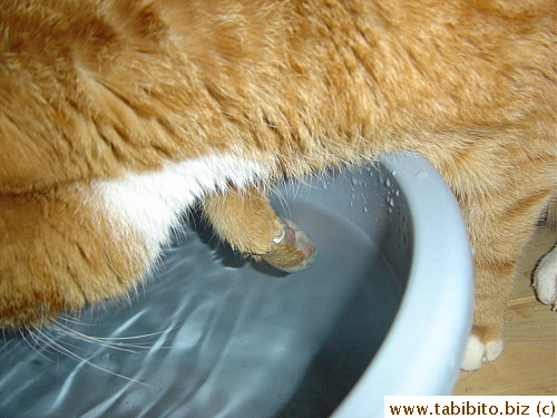 Sometimes he even paddles likes he's swimming!