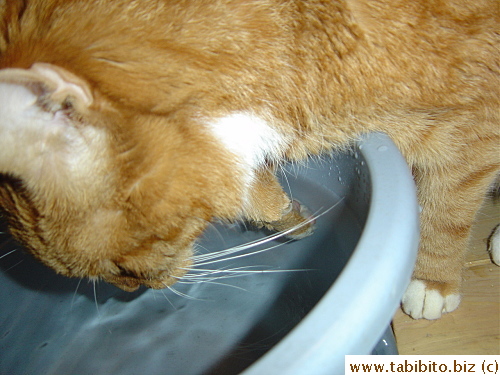 Why must he drinks with his hand IN THE WATER????