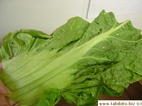 Top half of a takana leaf