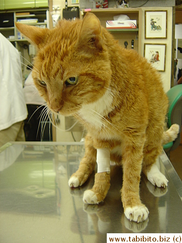 One of his many final vet visits