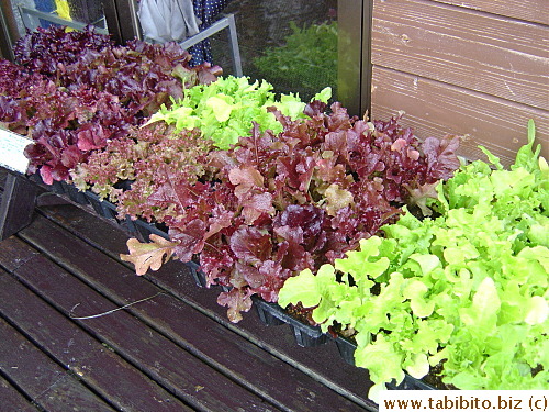 The main gift shop also sells seedlings