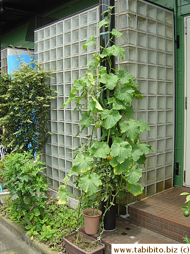 My two cucumber plants are out of control