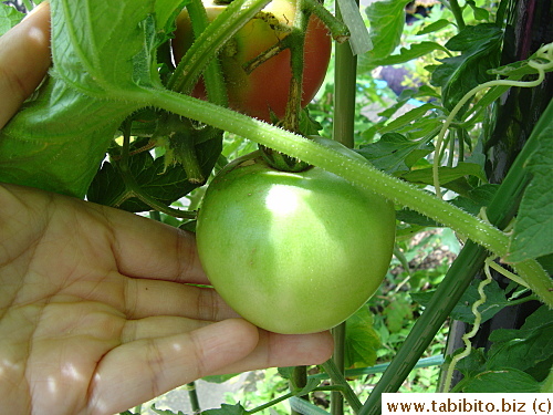 The cherry tomatoes are anything but