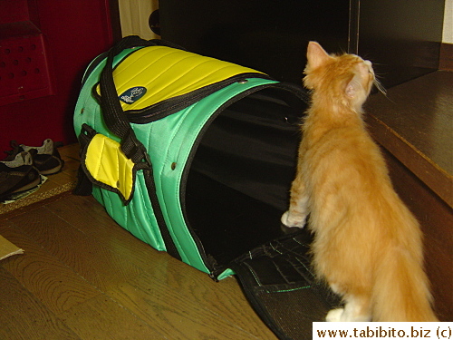 I think he senses Daifoo's scent