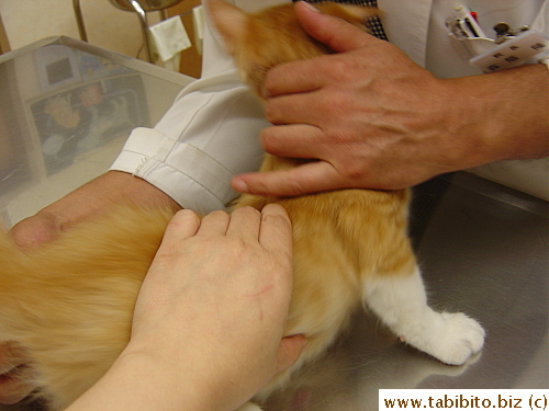 The vet held him down for me to take this picture