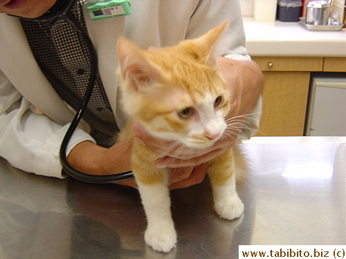 Being examined by the vet