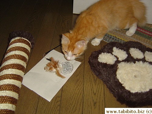 Nosy Efoo checks out the scratching post parts