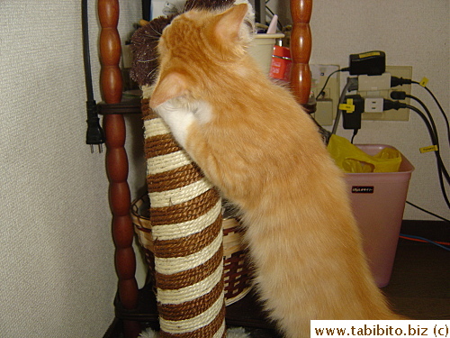 Wants to climb on the top