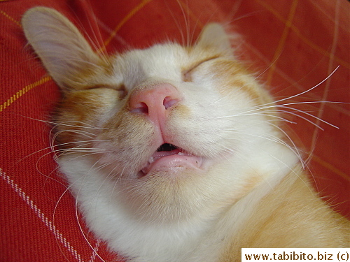 He must be having a great time