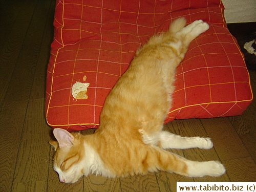 He obviously doesn't mind sleeping like that