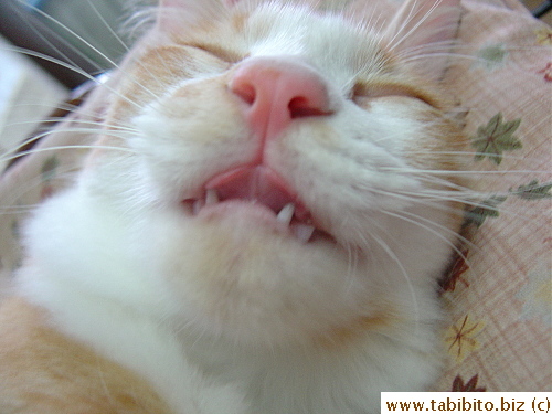 Licking while dreaming (must be dreaming about something yummy)