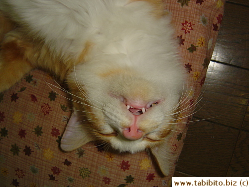 Open-mouth with tongue