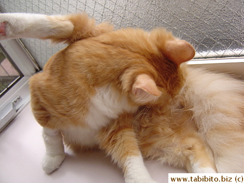 Constantly licked himself the first few days after his operation