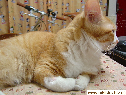 After returning home from the clinic, Efoo's very quiet 