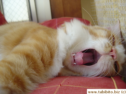 You sleep all day, you can't still be yawning!