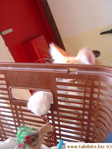 Eyeing his prey