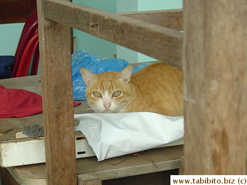 Vietnam cat!