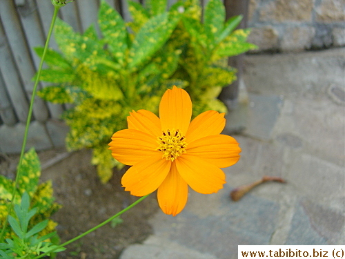 A beautiful flower in the hotel