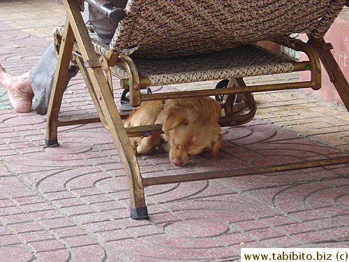 Cute little doggie