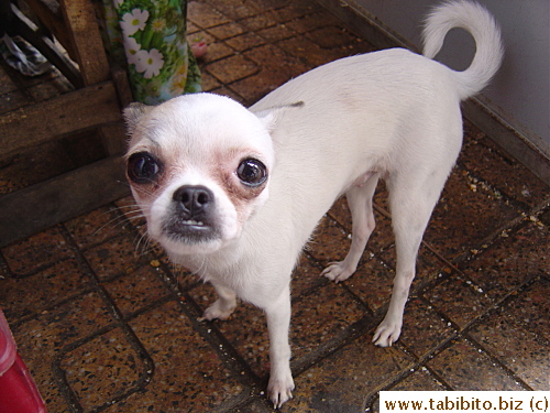 This dog hung around the hawker we got our Banh mi from
