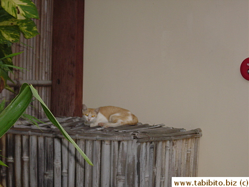 Saw a cat in the hotel!