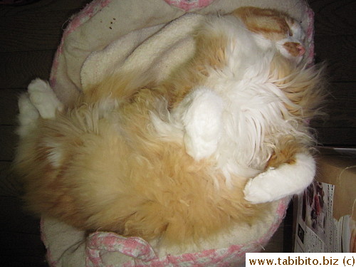 Just another nap time shot