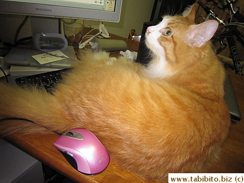 It's not unusual that Efoo sometimes sleeps right at the keyboard when I'm using the computer