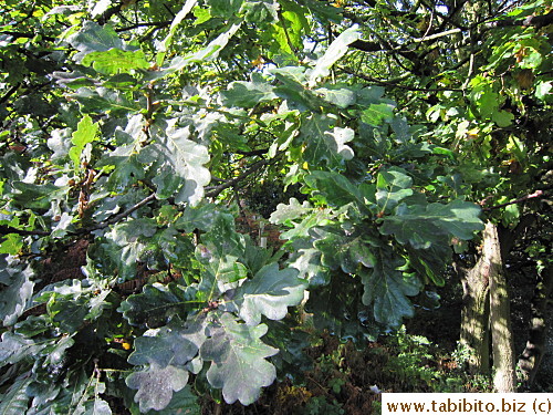 This tree outside the Observatory has foliage that look like a Japanese vegetable