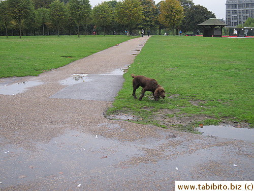 Dog in Hyde Park