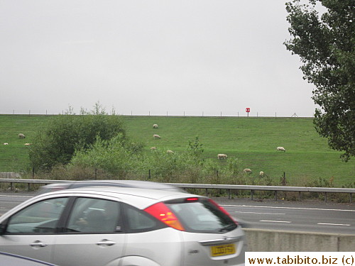 Sheep grazing on grassland