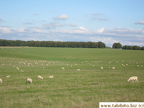 Lots of sheep around